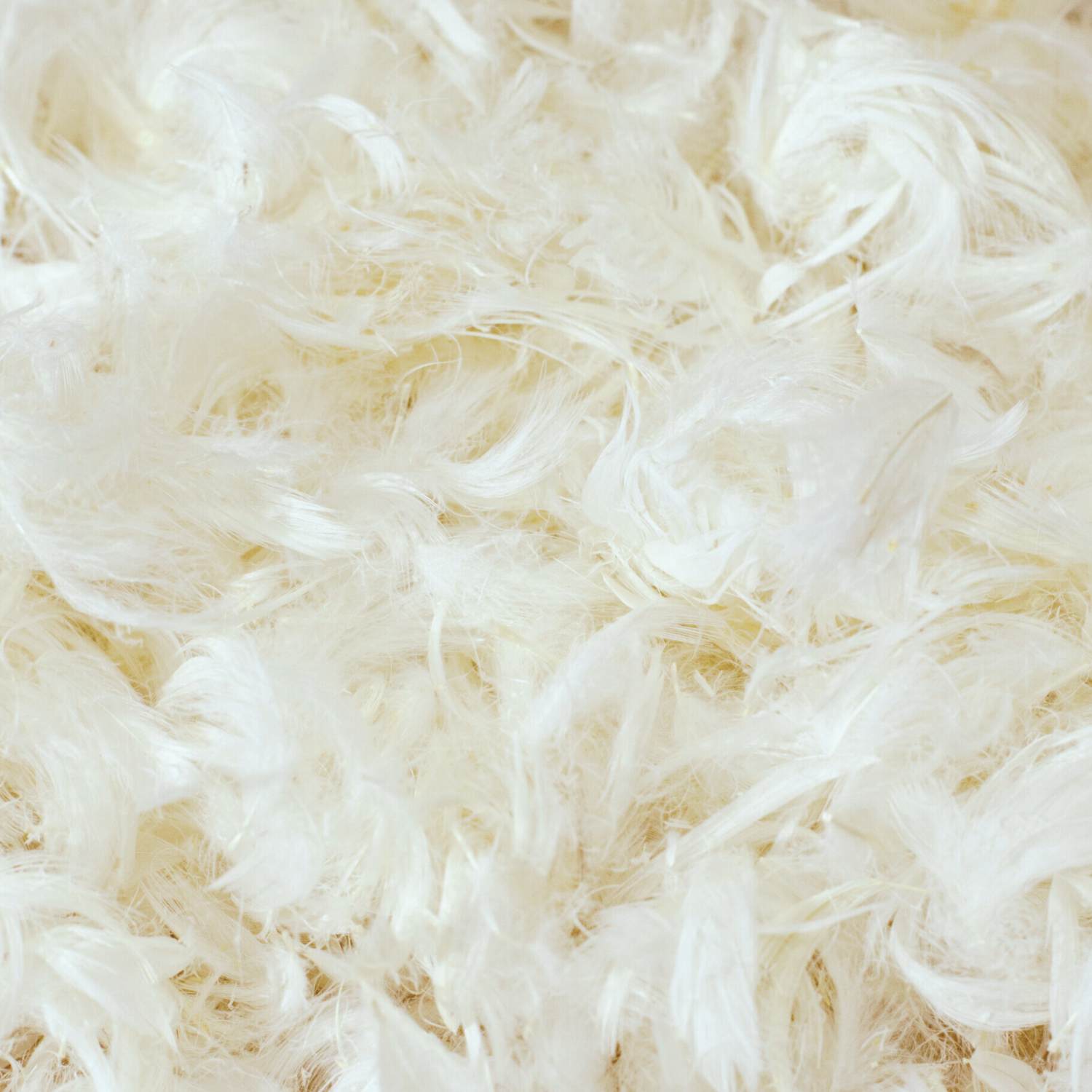 Goose feather and down